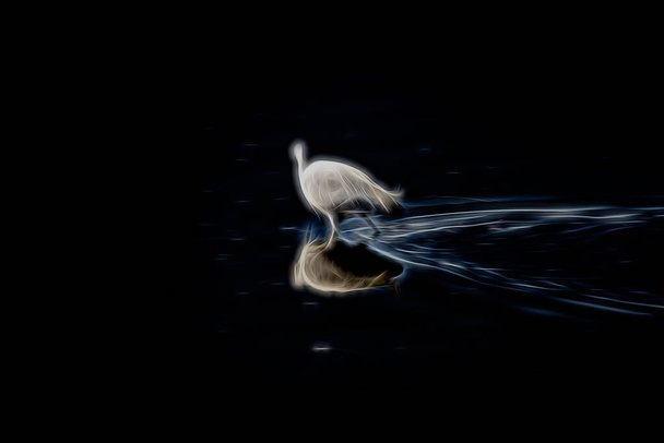 Stylizované bílá volavka a jeho odraz ve vodě. Digitální práce - Fotografie, Obrázek