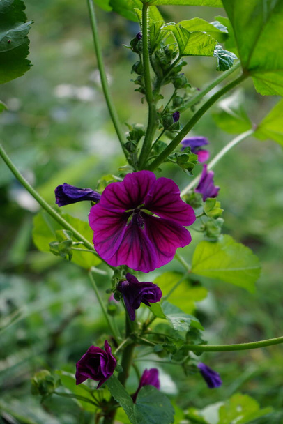 The wild mallow, Malva sylvestris, blooms in October. Malva sylvestris, common mallow, high and tall mallow, is a species of the mallow genus Malva in the family of Malvaceae. Berlin, Germany  - Photo, Image