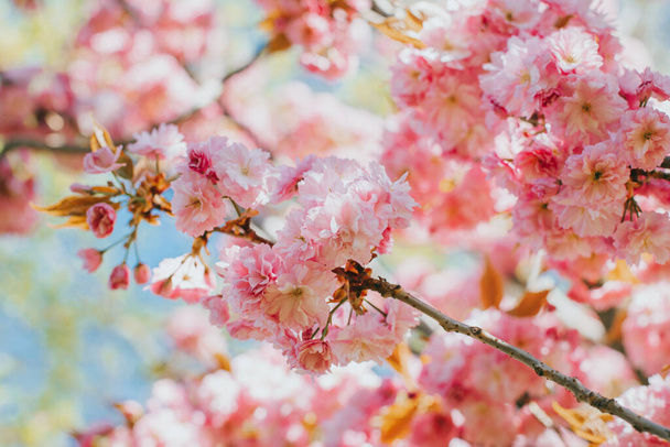 Sakura ağacında harika pembe kiraz çiçekleri. Mavi gökyüzü. - Fotoğraf, Görsel