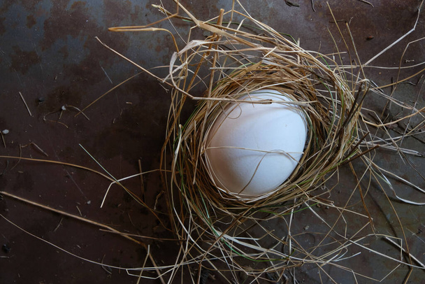 Egg in the nest on a rusty metal background. Concept of a new birth during the war. - Photo, Image