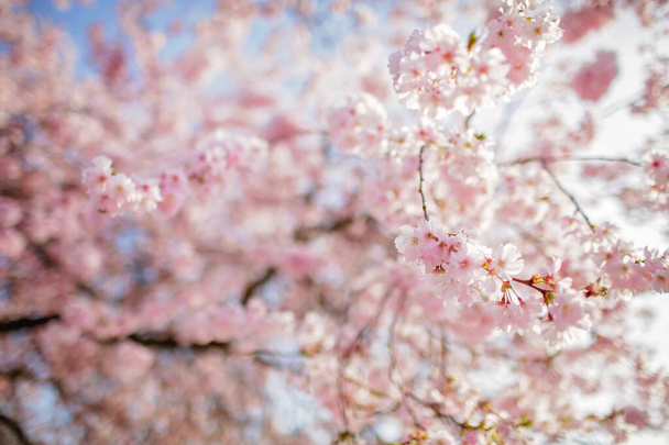 Blooming sakura branch in the blossom garden. Happy spring vibes. Natural floral background - Photo, Image