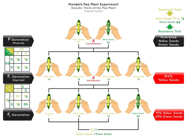 Σπόροι χρώμα Γενετική Trait Pea Plant Mendel Πείραμα Infographic Διάγραμμα διασταύρωση επικονίαση καθαρής φυλής υβρίδιο γονική γενιά κυρίαρχο κίτρινο υπολειπόμενο πράσινο επιστήμη της βιολογίας διάνυσμα εκπαίδευσης - Διάνυσμα, εικόνα