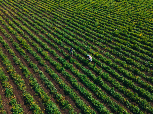 overhead view mother with son at strawberry farm gathering vitamins - Фото, изображение