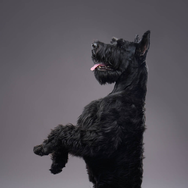 dog Giant Schnauzer on a gray background. Beautiful pet in the studio - Foto, Imagem