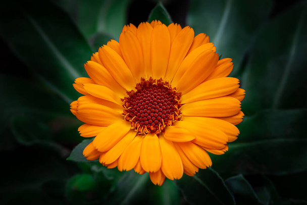 Narancs cserepes marigold vagy angol marigold (Calendula officinalis) virág leveles alapon. A természet szépsége. - Fotó, kép