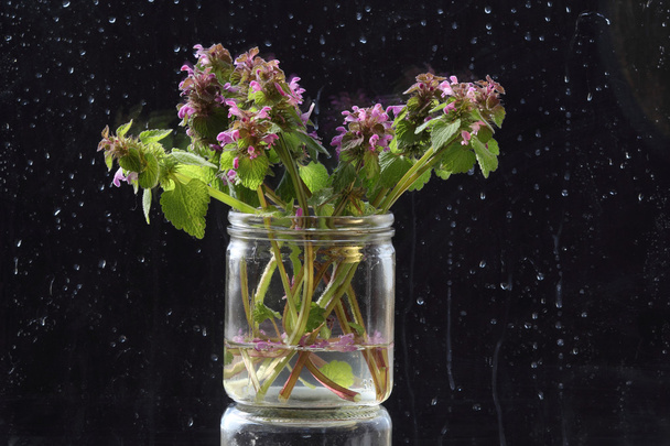 A bunch of wild plants and flowers from the meadow, in a glass - Фото, зображення