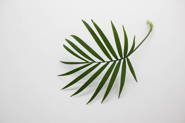green leaves of monstera on white background - Foto, afbeelding