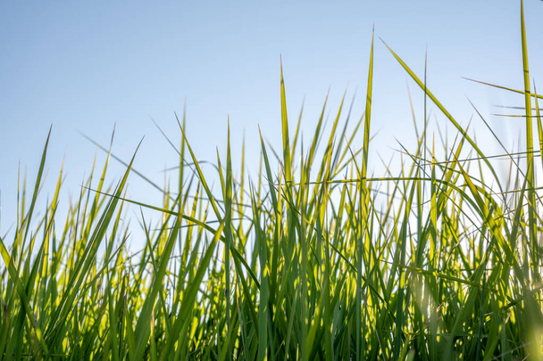 green grass and blue sky - Фото, изображение