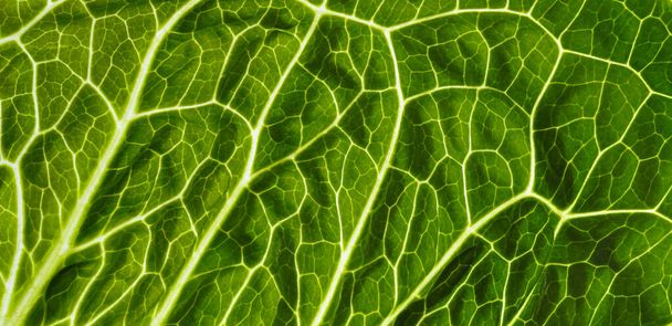 Backlit close up of the surface of a green leaf texture showing detailed veins. Nature or environmental background. - Photo, Image