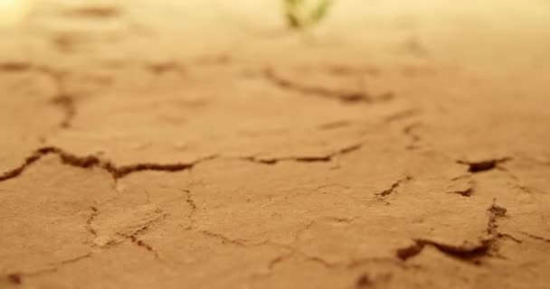 Sucho popraskaná pouštní půda s jedinou zelenou rostlinou vyrůstající z pouště. Koncepce zobrazující globální oteplování nebo změnu klimatu, škody způsobené suchem na úrodě, extrémní teplo nebo jiné ekologické katastrofy. - Záběry, video