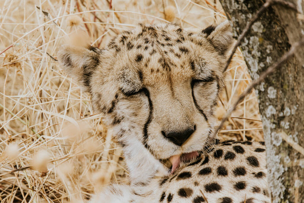cheetah cub in the savannah of africa - Photo, image