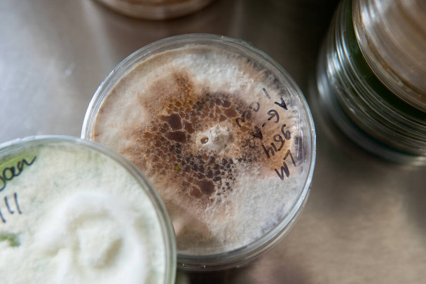 mycelium exotických hub v Petriho miskách. Výběr a pěstování mycelia. Pěstování hub po celém světě - Fotografie, Obrázek