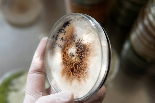 Micelio de hongos exóticos en placas de Petri. Selección y cultivo de micelio. Cultivo de hongos en todo el mundo - Foto, imagen