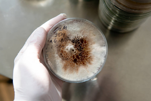grzyby grzybkowe egzotyczne w naczyniach Petriego. Dobór i uprawa grzybni. Uprawa grzybów na całym świecie - Zdjęcie, obraz