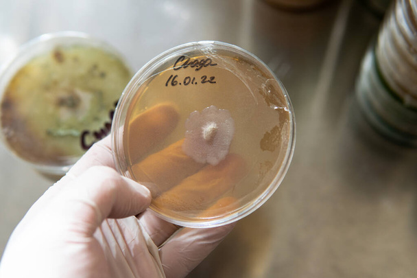 Agar 'lı petri kapları. Mikrobiyoloji ve miselyum - Fotoğraf, Görsel