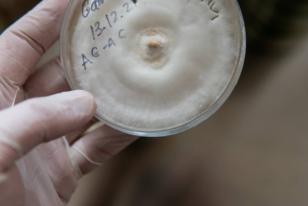 Micelio de hongos exóticos en placas de Petri. Selección y cultivo de micelio. Cultivo de hongos en todo el mundo - Foto, imagen