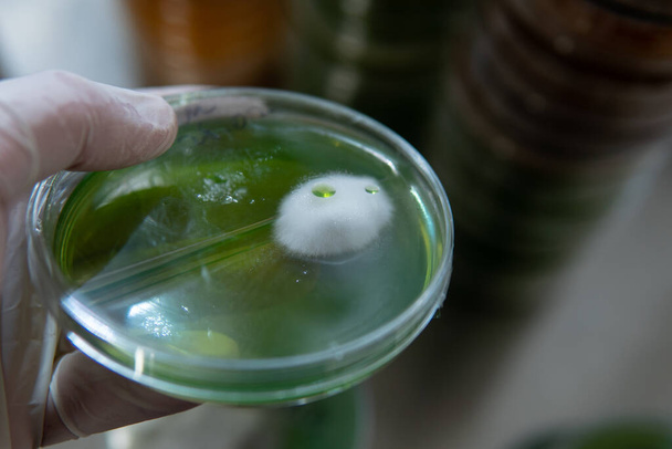 Micelio de hongos exóticos en placas de Petri. Selección y cultivo de micelio. Cultivo de hongos en todo el mundo - Foto, Imagen