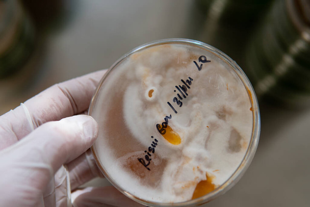 micelio di funghi esotici in capsule di Petri. Selezione e coltivazione del micelio. Coltivazione di funghi in tutto il mondo - Foto, immagini