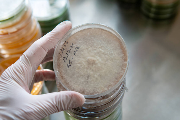 Petri edények agarral. Mikrobiológia és micélium - Fotó, kép