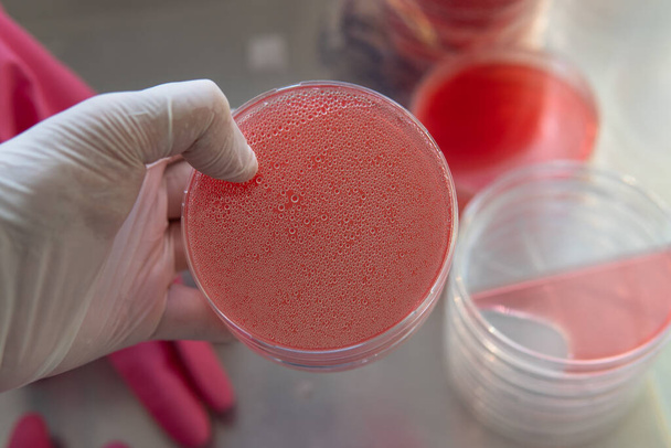 placas de Petri con agar. Micología y micelio - Foto, Imagen