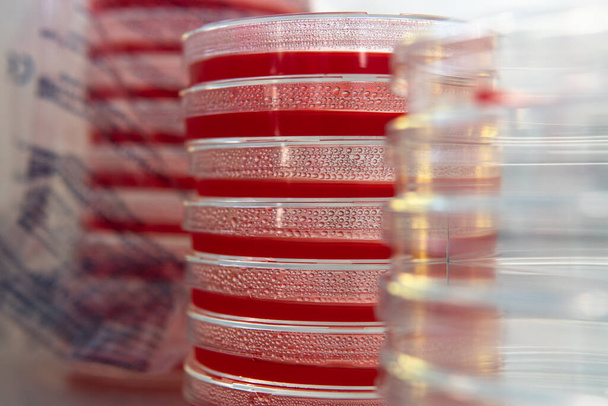 Agar 'lı petri kapları. Mikoloji ve Miselyum - Fotoğraf, Görsel