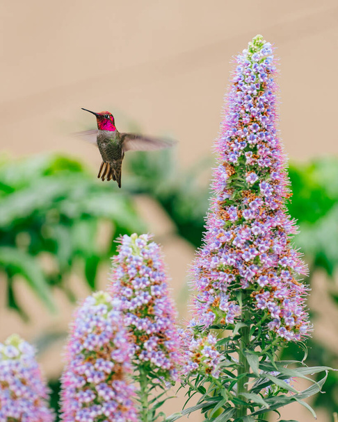 Madeiran ylpeys kukkii, ja kolibri sulkee puutarhan - Valokuva, kuva