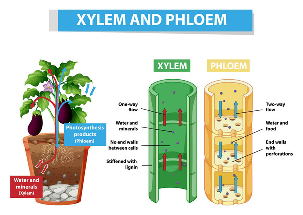 Diagrama mostrando xilema e floema na ilustração da planta - Vetor, Imagem