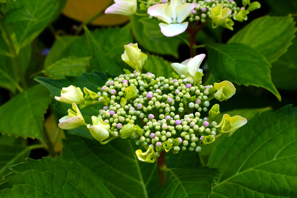 Beautiful young branch of hydrangea in the park - Photo, Image