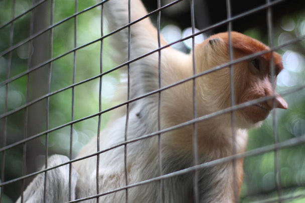 Обезьяна-пробоскис в зоопарке, обезьяна-пробоскис с длинным носом с рыжими волосами, обезьяна-пробоскис, эндемик острова Борнео, Индонезия - Фото, изображение