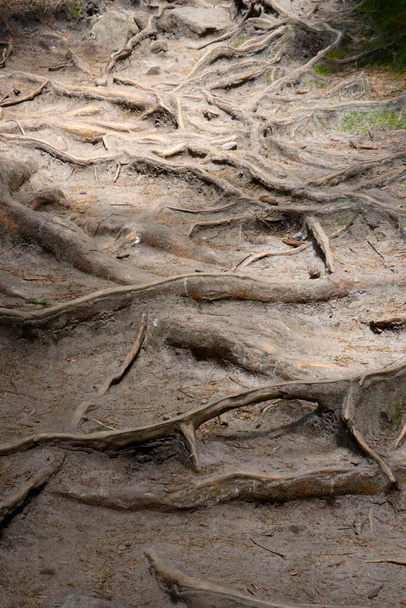 Große Wurzeln ragen im Wald aus dem Boden - Foto, Bild