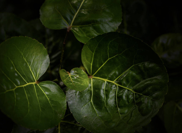 Green leaves in dark background - Photo, image