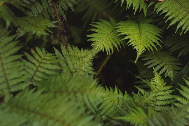 Beautiful green fern leaves in nature.Macro photography of rain forest background. - 写真・画像