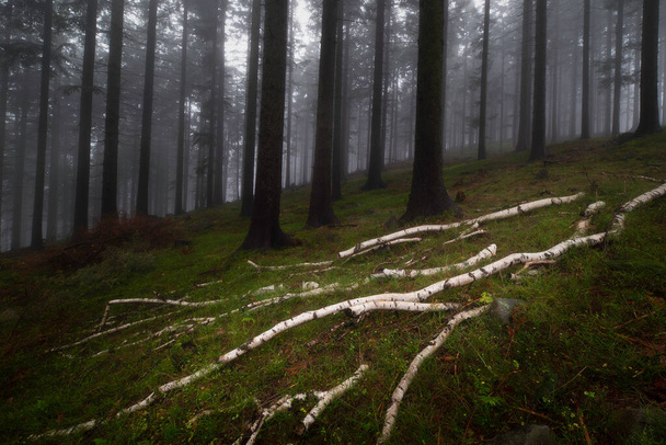 Koivun rungot makaa metsässä ruoho usvainen kuusimetsä - Valokuva, kuva