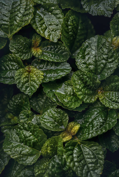 Κοντινό πλάνο του πράσινου greeping charlie (Pilea nummulariifolia) φύλλα για background.Macro φωτογραφία. - Φωτογραφία, εικόνα