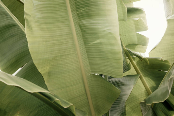 Green banana leaves in nature. Exotic and tropical plant,color toned. - 写真・画像