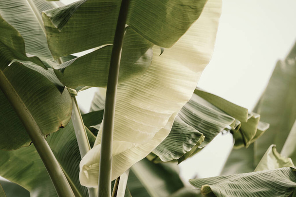 Green banana leaves in nature. Exotic and tropical plant,color toned. - 写真・画像