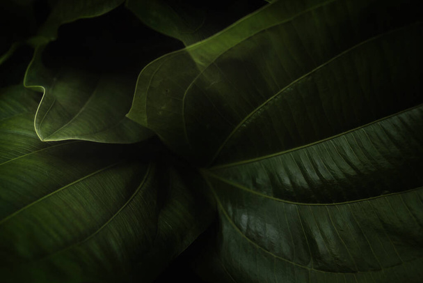 Зелене листя в лісі, низька клавіша. Природний фон і шпалери.. - Фото, зображення