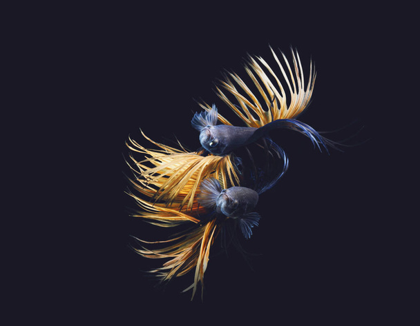 Свирепая пара сиамских боевых рыб в любви. - Фото, изображение