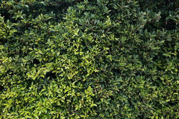 Green leaves wall background - Zdjęcie, obraz
