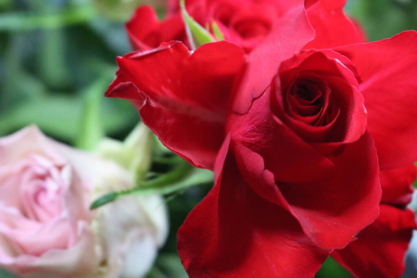 różowy kwiat piękne szaszłyki kolorowe naturalne liście - Zdjęcie, obraz