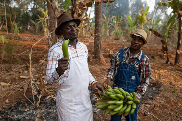 Two African farmers in plantain banana plantation, farmer holds bunch of bananas in hand - 写真・画像