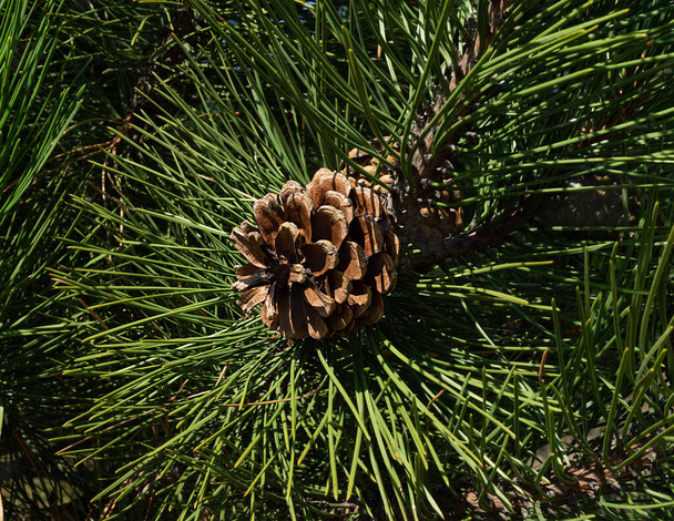 round open pine cone against the background of its green needles close-up - Foto, imagen