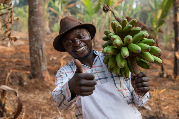Boldog és pozitív afrikai farmer a banánültetvényén felemeli a hüvelykujját a kezével. - Fotó, kép