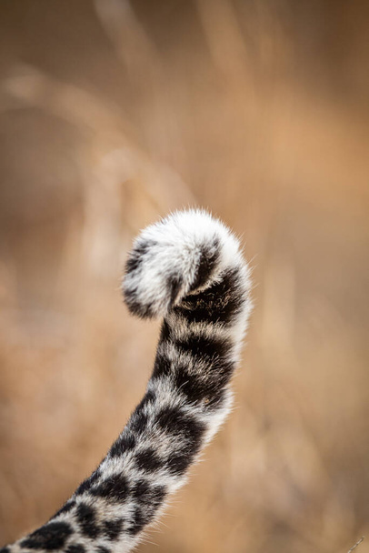 Close up of a Leopard's tail in the Kruger National Park, South Africa. - Foto, immagini