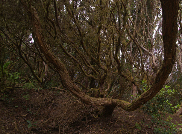 Tenerife, tangled and dark forests of Anaga rural park in the north east part of the island - Foto, Bild