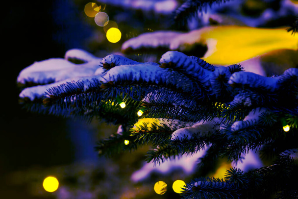 Śnieg pokryte gałązki jodły z dekoracją zawarte girlandy Bożego Narodzenia w nocy - Zdjęcie, obraz