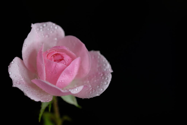 Rose is a garden flower. Flower on a black background. - Foto, Imagem