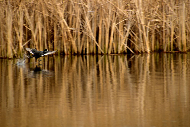 Качка розкидає крила і проходить вздовж поверхні озера
. - Фото, зображення