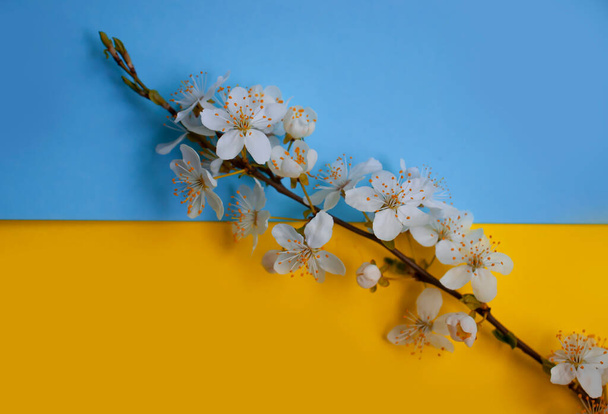 ramo florido de cereja sobre um fundo azul-amarelo - Foto, Imagem
