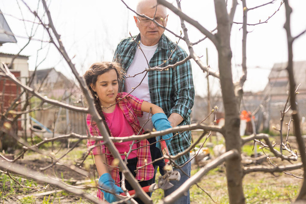 садоводство, дед и внучка в саду обрезают деревья - Фото, изображение